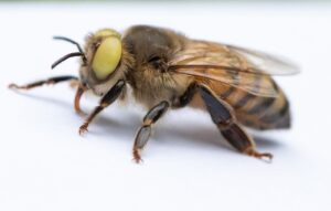 bee-mutation-2