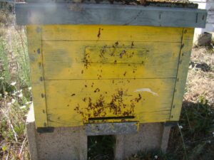Diarrea-nosema