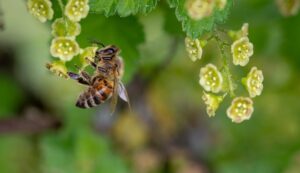 abejas