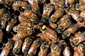 abejas