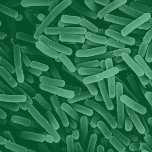 bacterias