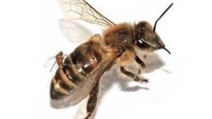 mosca-abeja-parasitaria