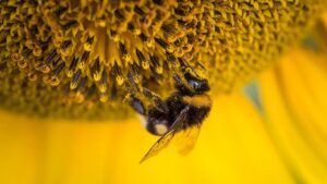 abeja