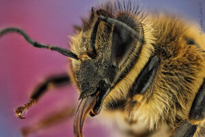 abeja