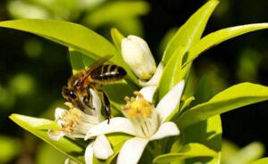 Miel-de-flor-de-limon-