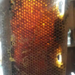 ¿Cuánto vale la miel, cómo viene la cosecha?